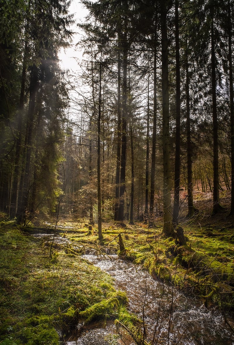 Forest Hikes